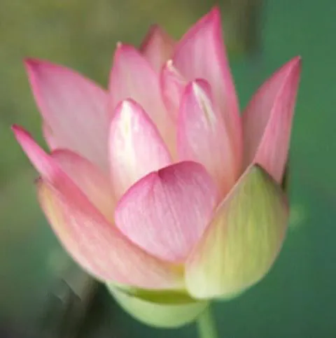 Decorated Lantern Lotus (Bare Root)
