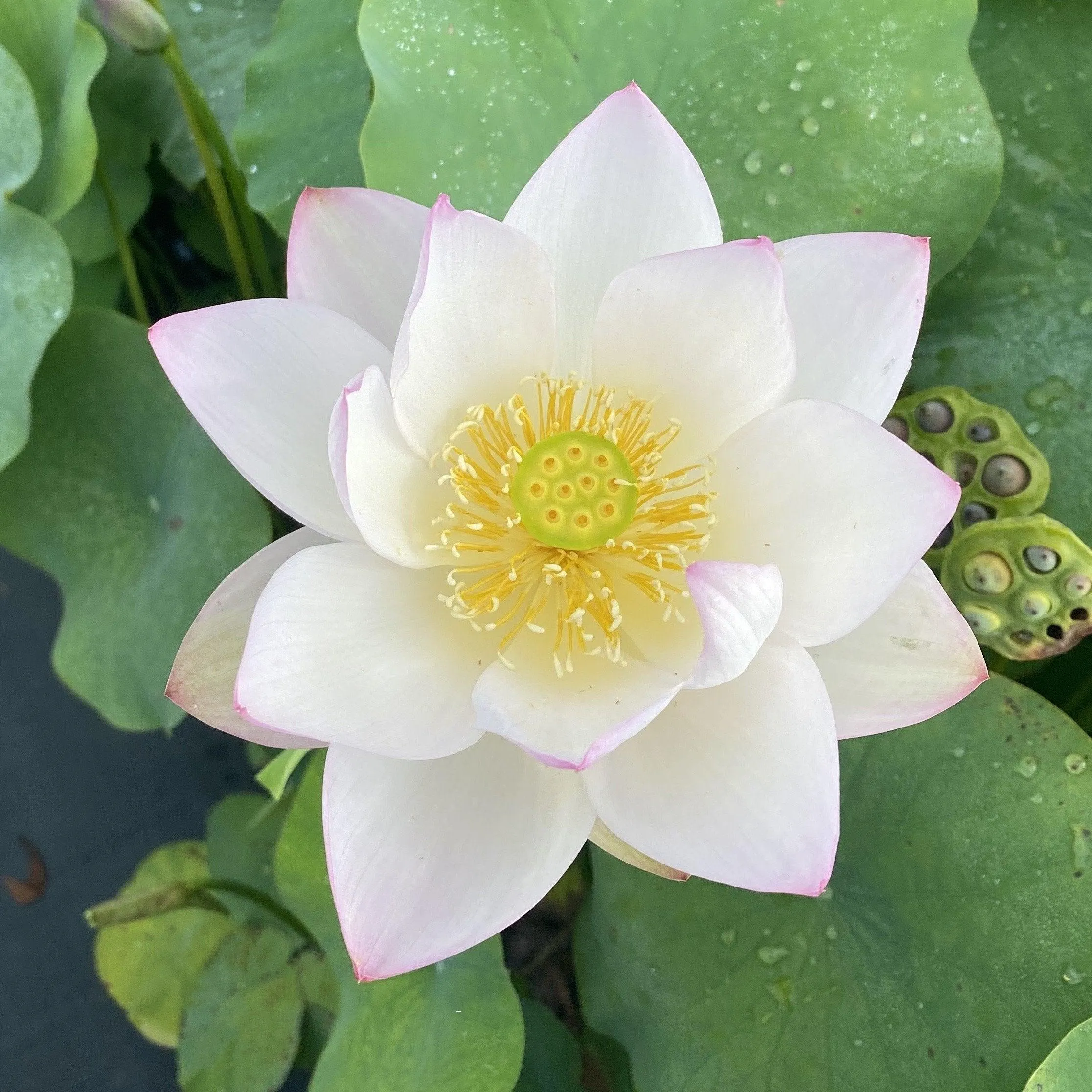 Decorated Lantern Lotus (Bare Root)