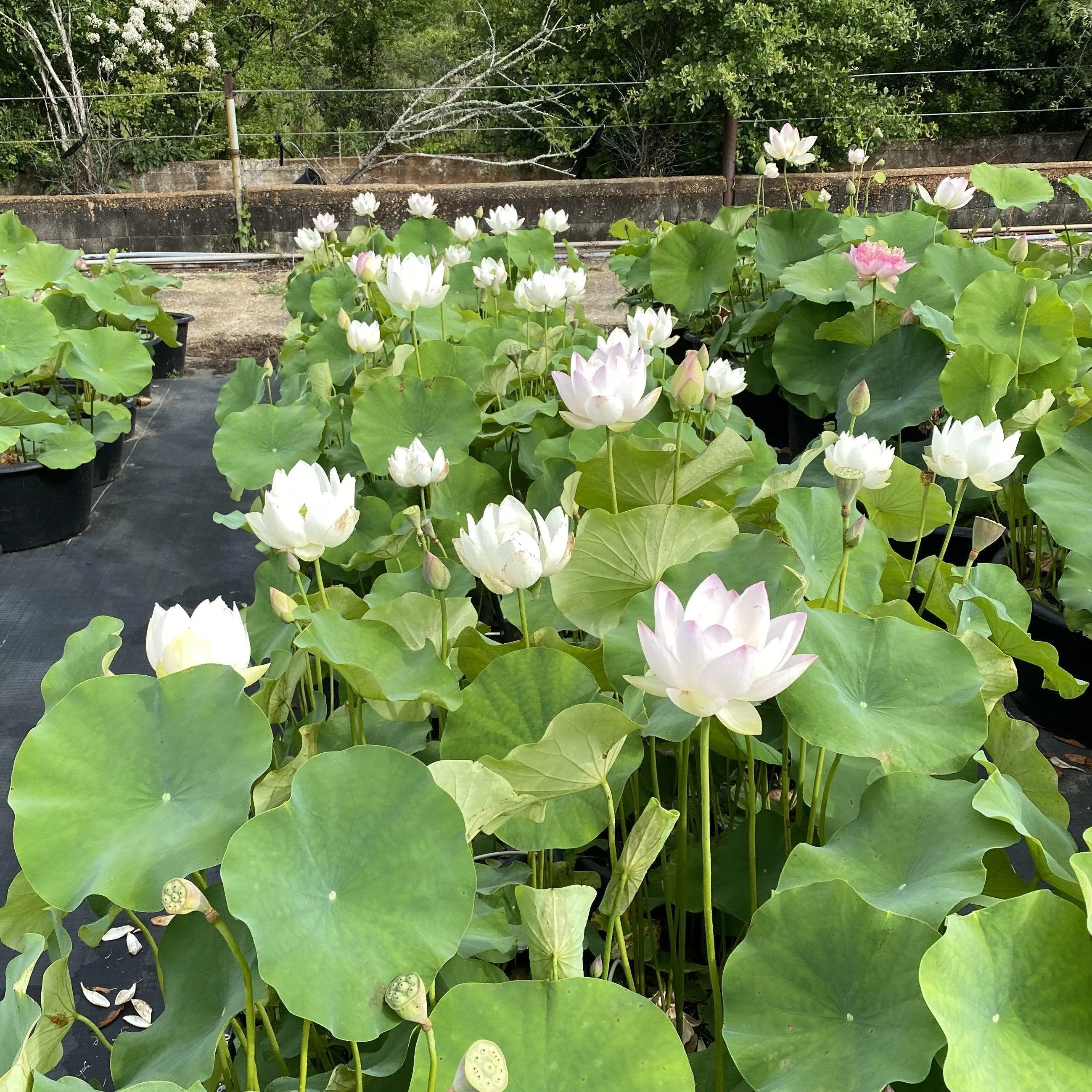 Decorated Lantern Lotus (Bare Root)
