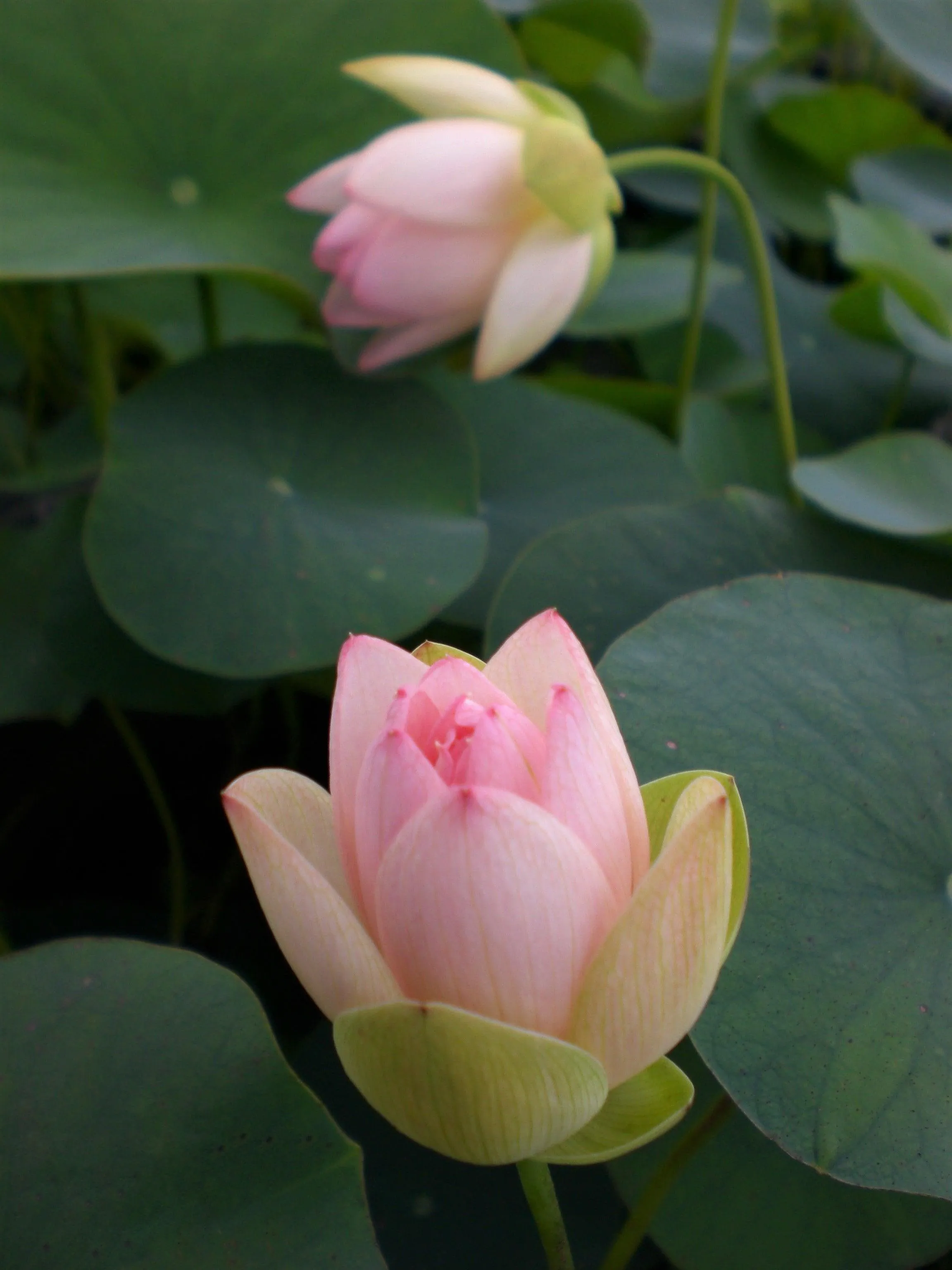 Decorated Lantern Lotus (Bare Root)