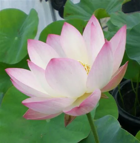 Decorated Lantern Lotus (Bare Root)