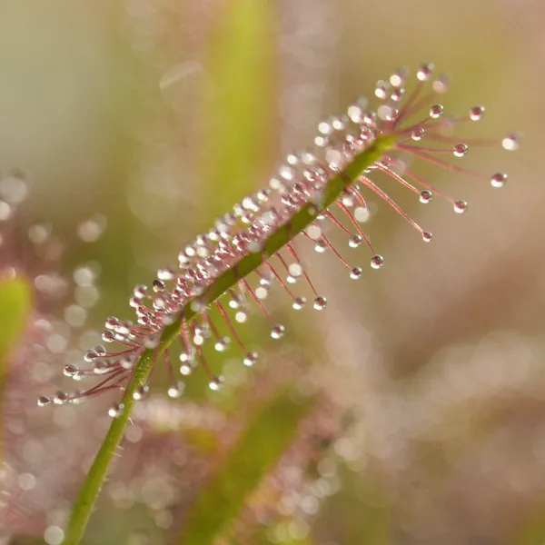 Drosera capensis - Pink Form