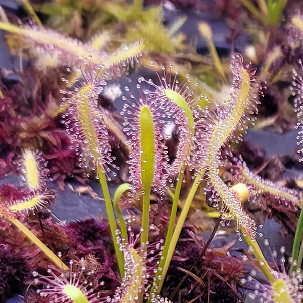 Drosera capensis - Pink Form