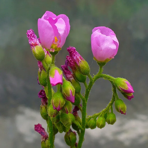 Drosera capillaris