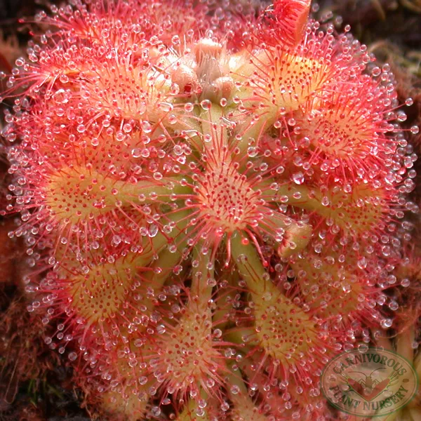 Drosera capillaris