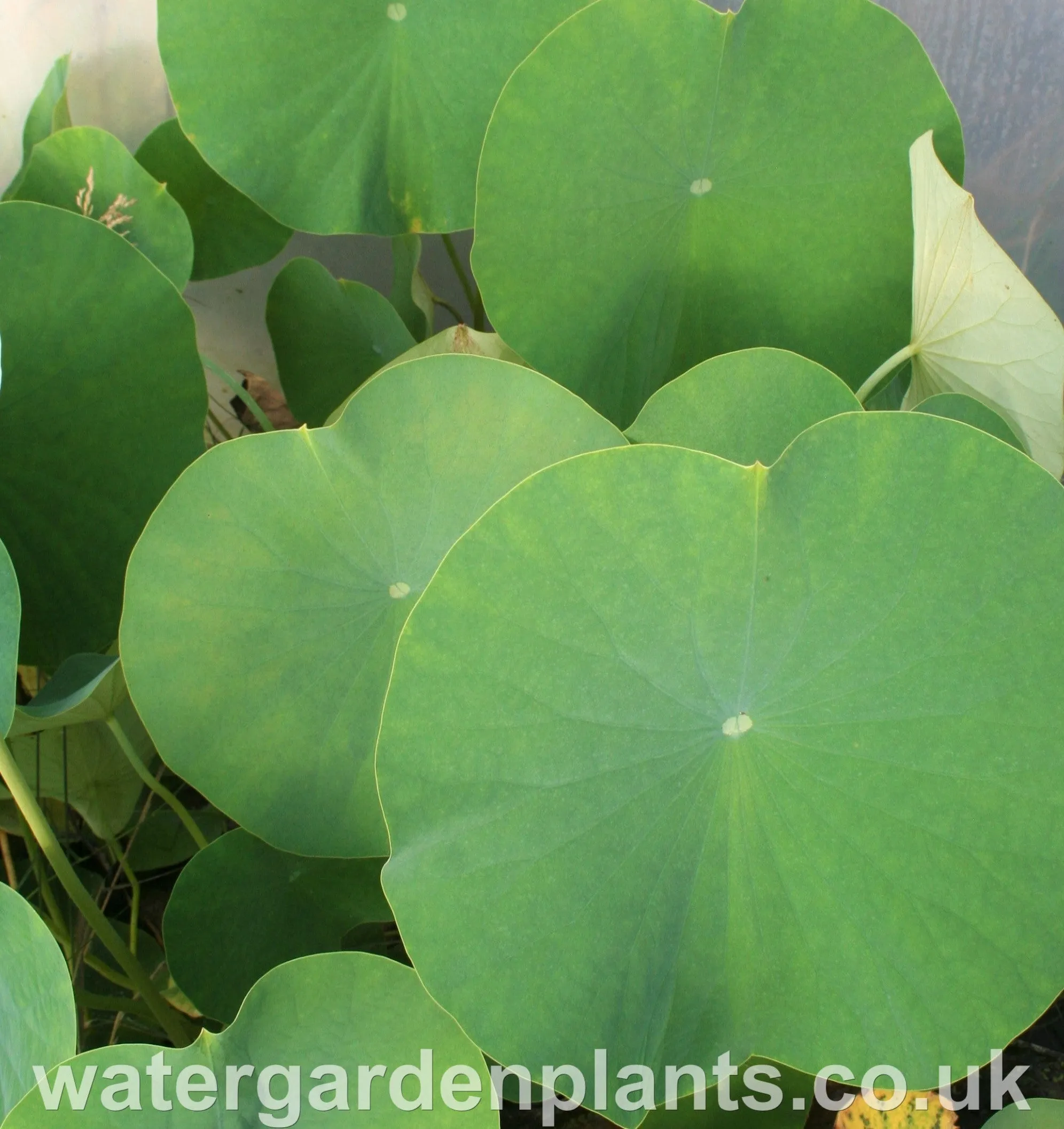 Nelumbo 'Perry's Giant Sunburst'