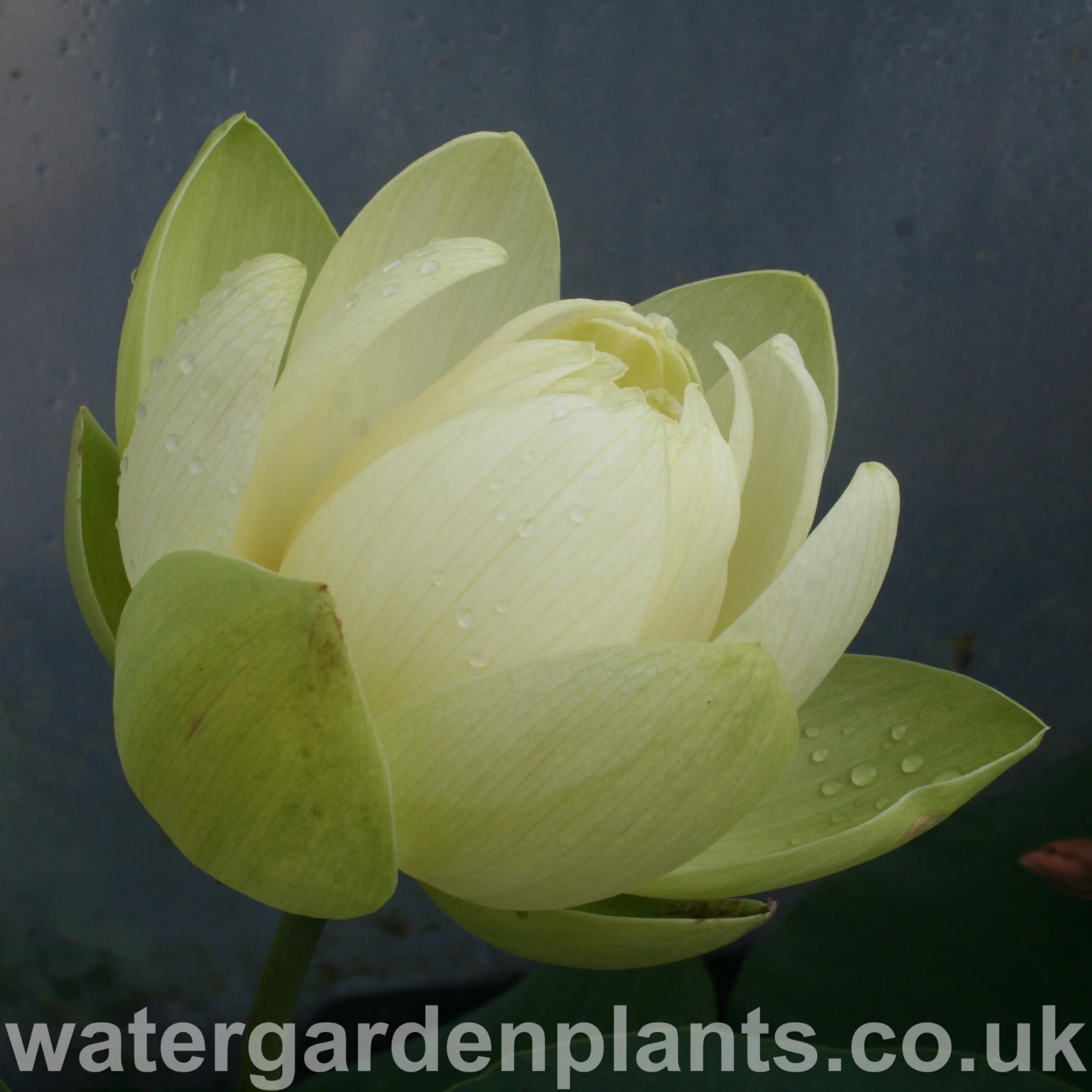 Nelumbo 'Perry's Giant Sunburst'