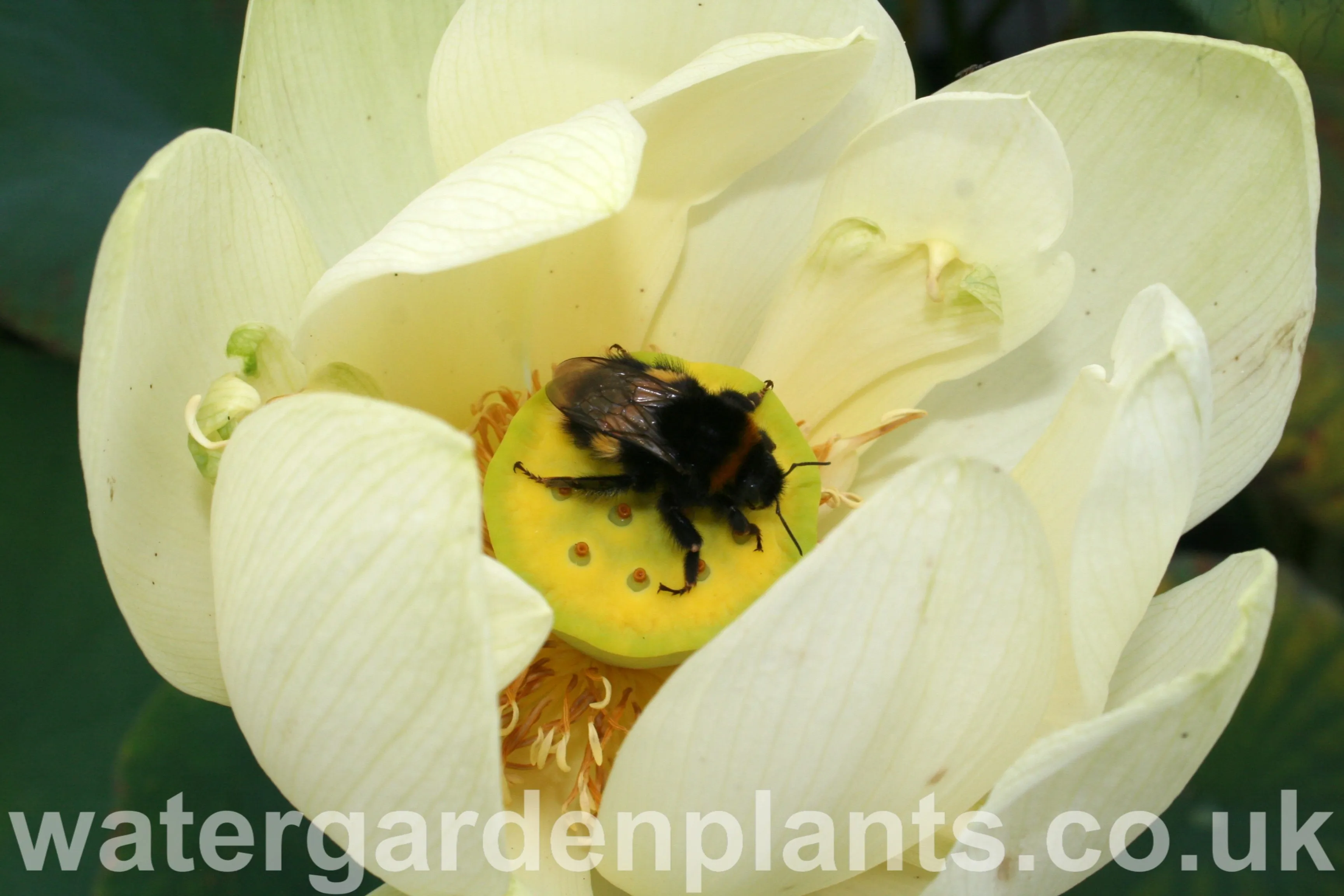 Nelumbo 'Perry's Giant Sunburst'