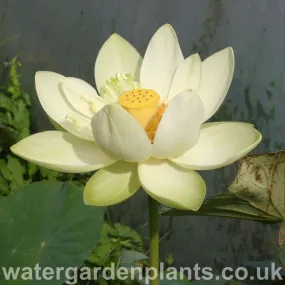 Nelumbo 'Perry's Giant Sunburst'