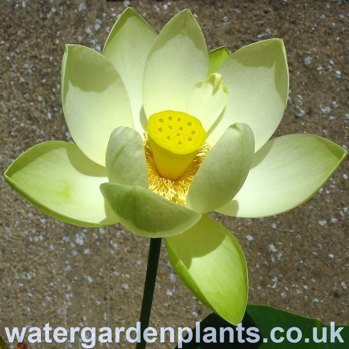 Nelumbo 'Perry's Giant Sunburst'