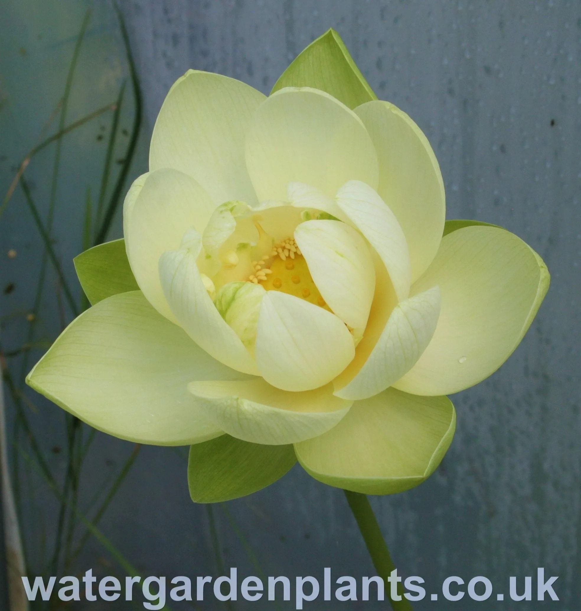 Nelumbo 'Perry's Giant Sunburst'