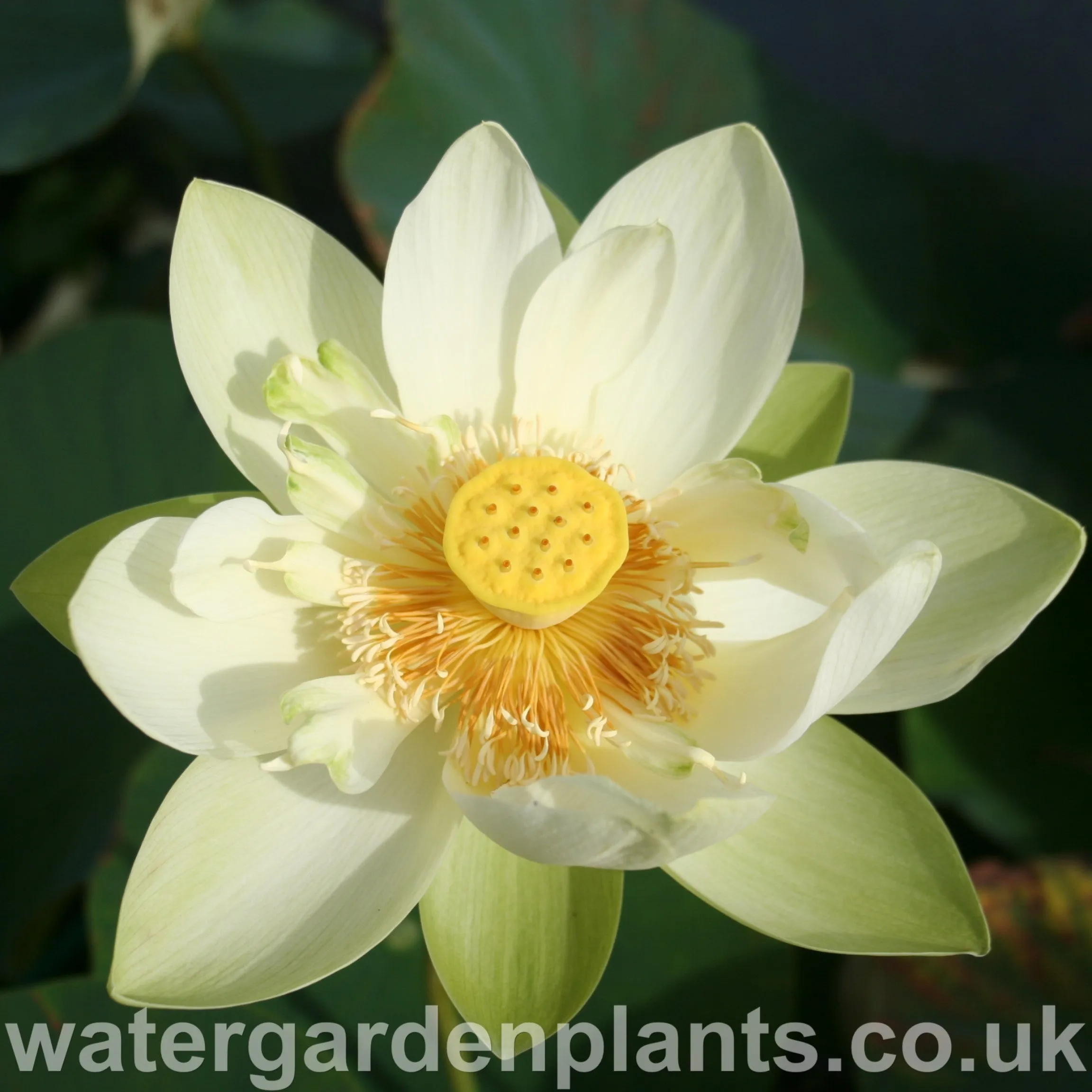Nelumbo 'Perry's Giant Sunburst'