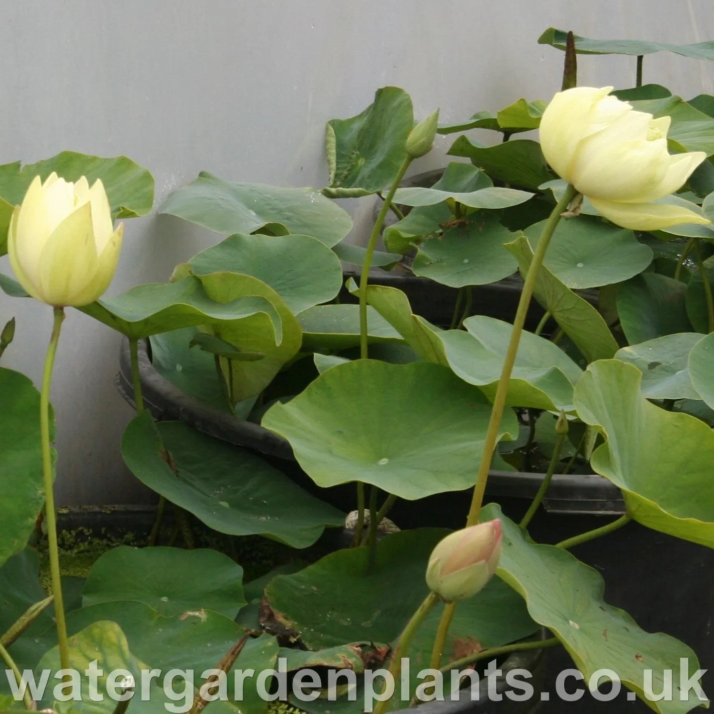 Nelumbo 'Perry's Giant Sunburst'