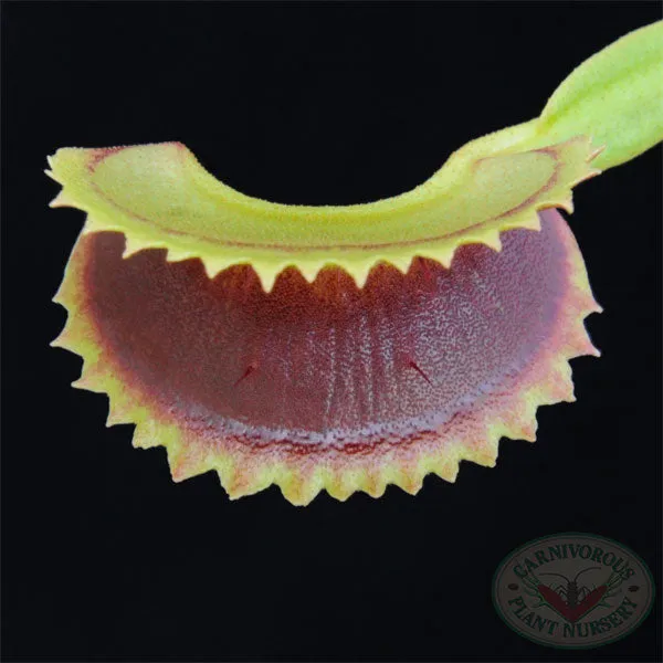 Venus Flytrap - Dentate Traps
