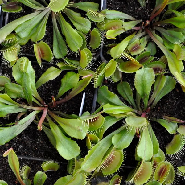 Venus Flytrap - Mammoth