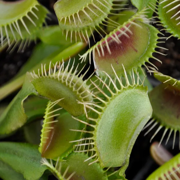 Venus Flytrap - Mammoth
