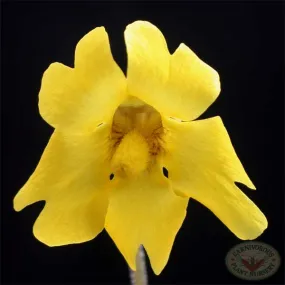 Yellow Butterwort