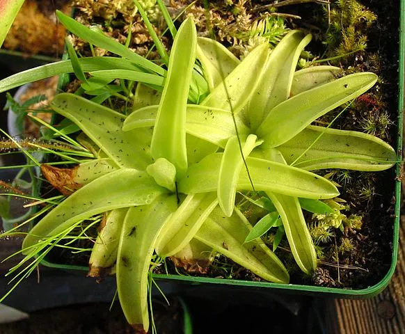 Yellow Butterwort