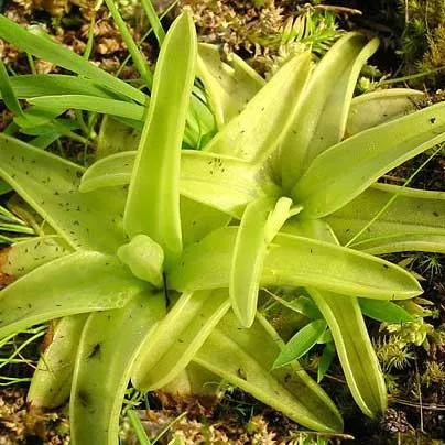 Yellow Butterwort